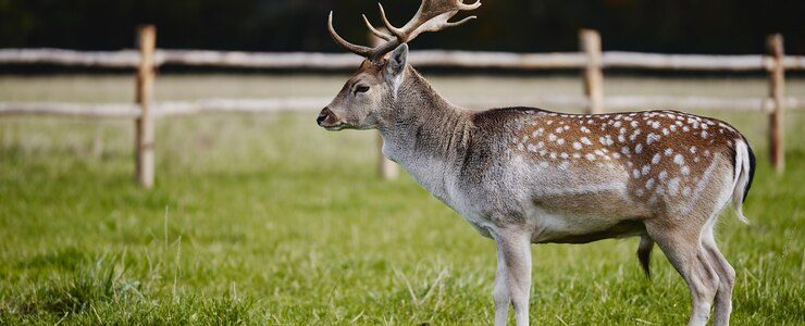 deer-fence-usa